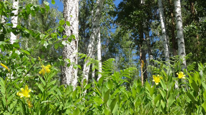 Участок 80 сот. (СНТ, ДНП)