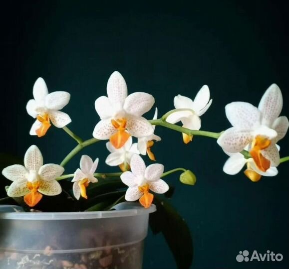Орхидея фаленопсис Мини Марк