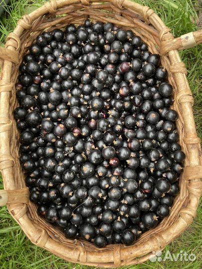 Продам черную смородину