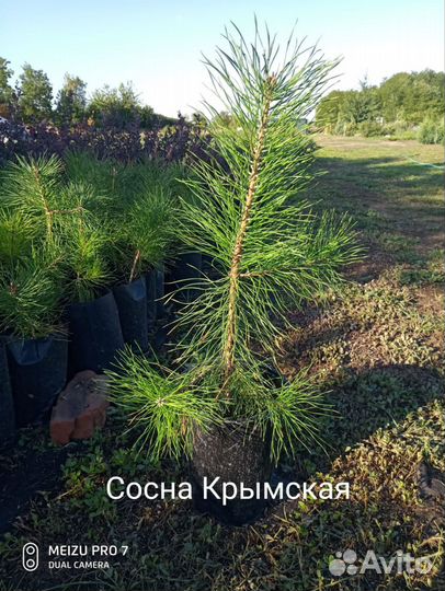 Хвойные растения