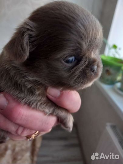 Щенки чихуаху