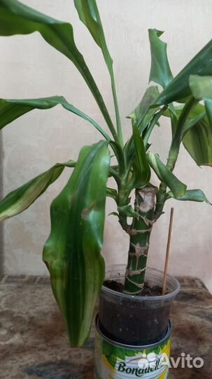 Драцена Elou kost