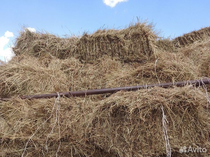 Сено в тюках