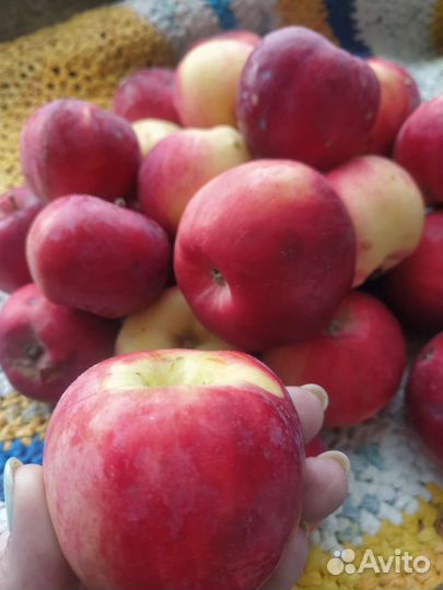 Яблоки разные сортов,медовые итд