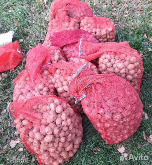 Картошка на корм скоту