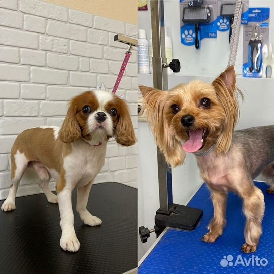 Грумер / Груминг с выездом на дом