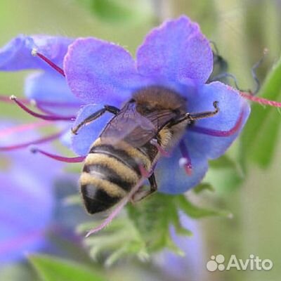 Кострец безостый (семена)