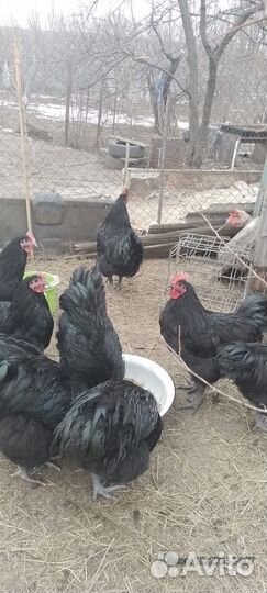 Петух Джерсийский гигант