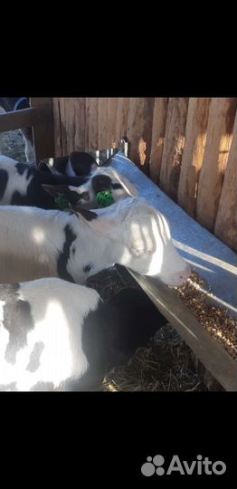 Телята бычки домашнего откорма