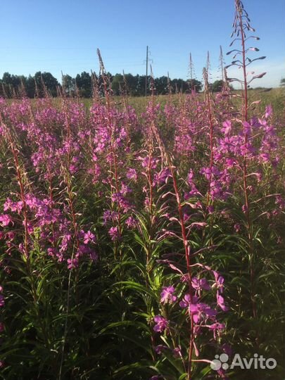 Иван-чай (кипрей)