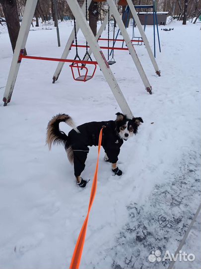 Выгул собак