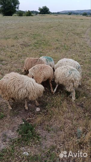 Бараны ягнята