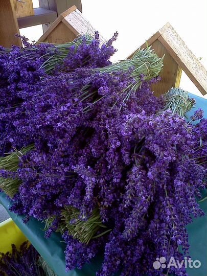 Лаванда в букетиках