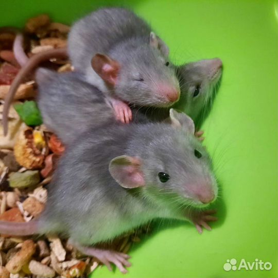 Крысята, крыса Дамбо. Проф. питомник. Клетки, корм