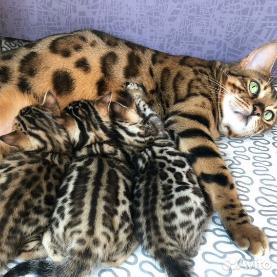Бенгальские котята