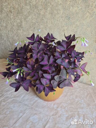 Комнатные цветы кислица