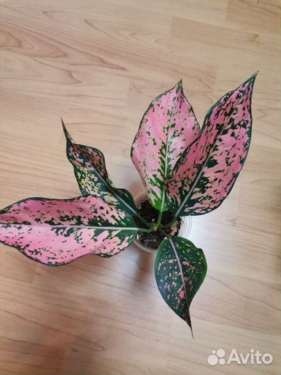 Аглаонема Нью Камкун