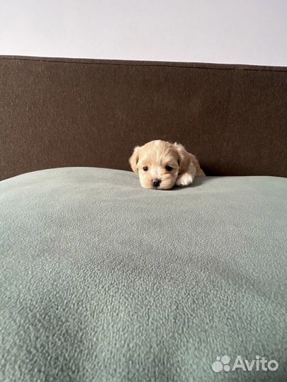 Мальтипу микро Top Classa korea premium collection