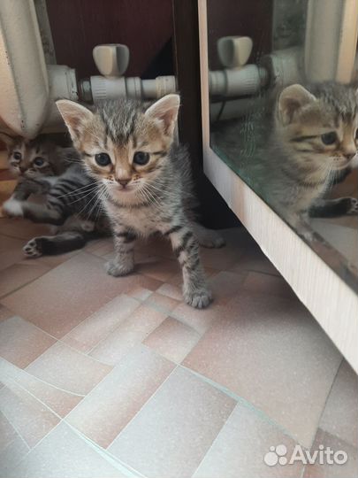 Отдам котят в добрые руки