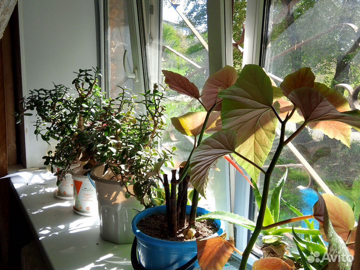 Разные домашние цветы