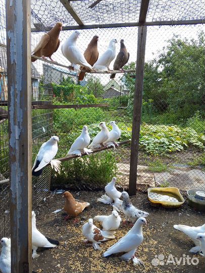 Голуби разных пород