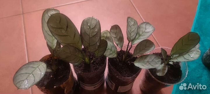 Калатея мозаика