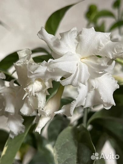 Табернемонтана White rosa variegata