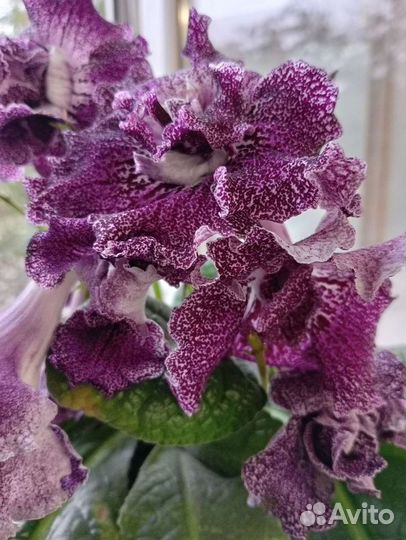 Стрептокарпусы детки и цветущие взрослые