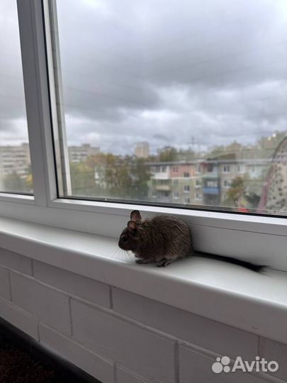 Отдам в добрые руки 2-х мальчишек белочек дегу