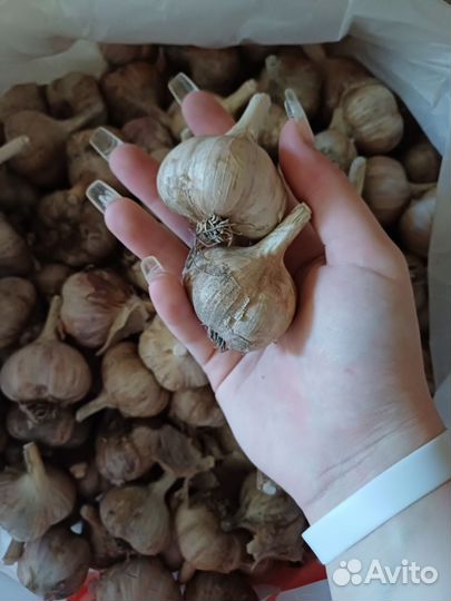 Озимый чеснок