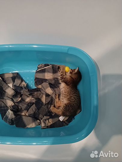 Бесплатно, в заботливые руки