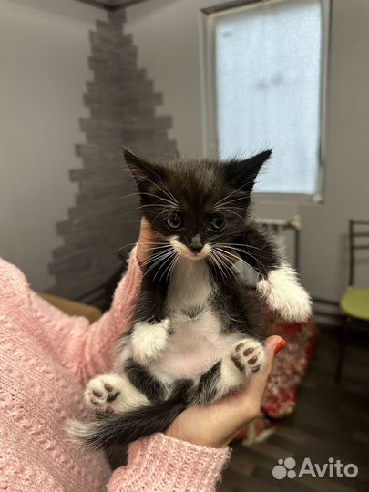 Отдам котят в добрые руки