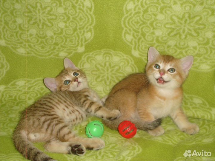 Золотые шиншиллы мальчики