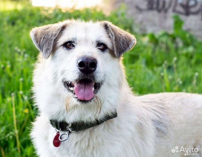 Верная, одинокая собака ищет дом