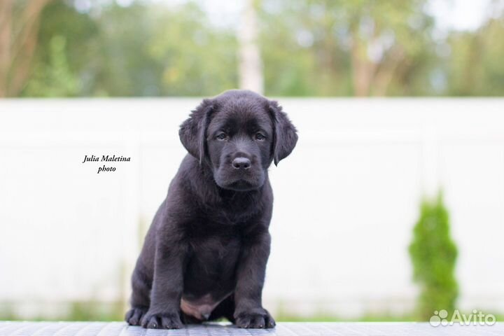 Щенки лабрадора