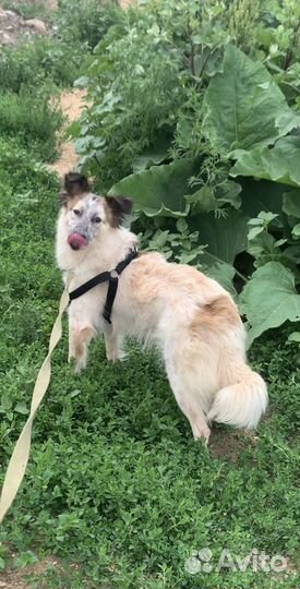 Красавец из приюта