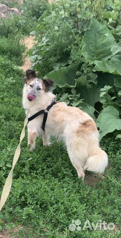 Красавец из приюта