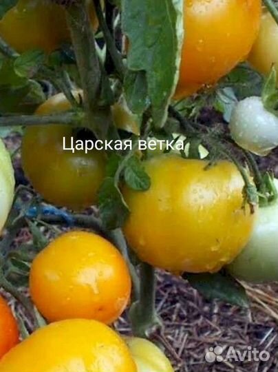 Коллекционные семена томатов,высылаю почтой