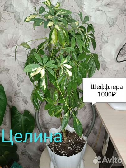 Шефлера