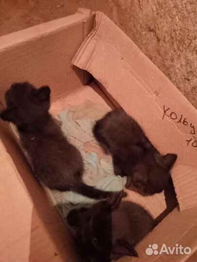 Кошка в дар бесплатно