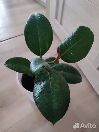 Фикус каучуконосный эластика очень крупные листья