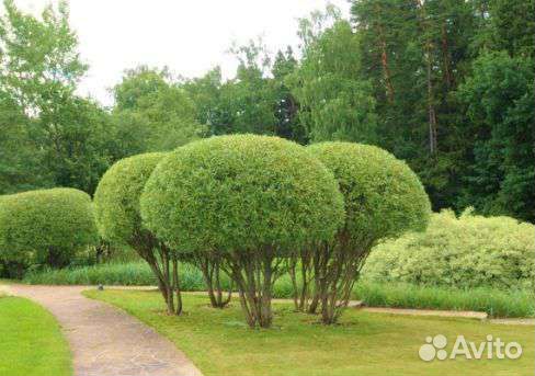 Ива шаровидная (черенок)