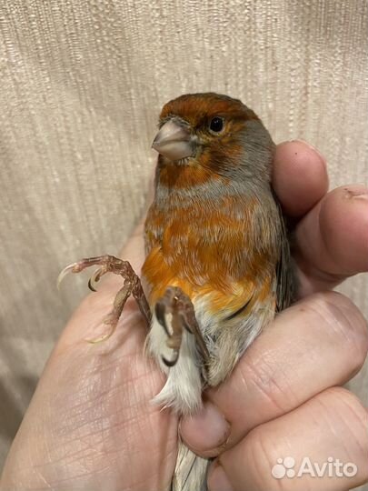 Канарейка самка 1 год