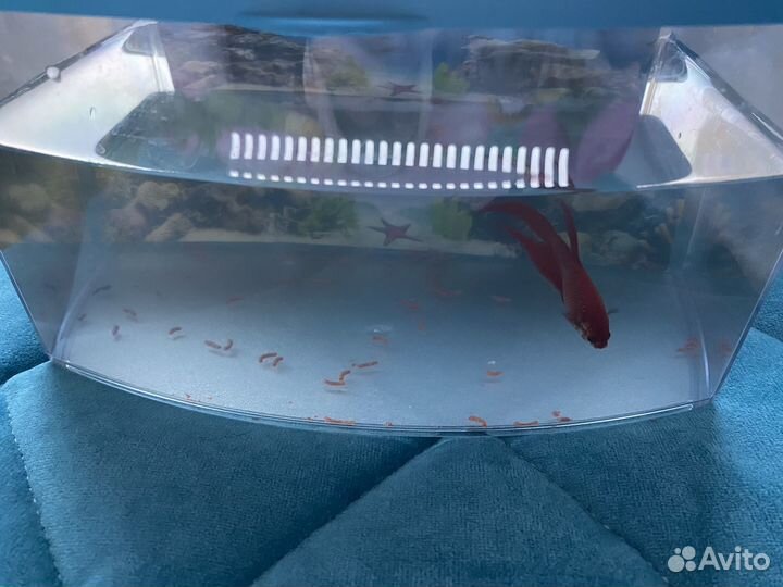 Рыбка петушок самка