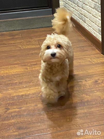 Стрижка собак. Груминг собак