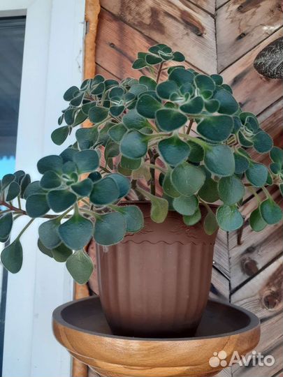 Разные комнатные цветы