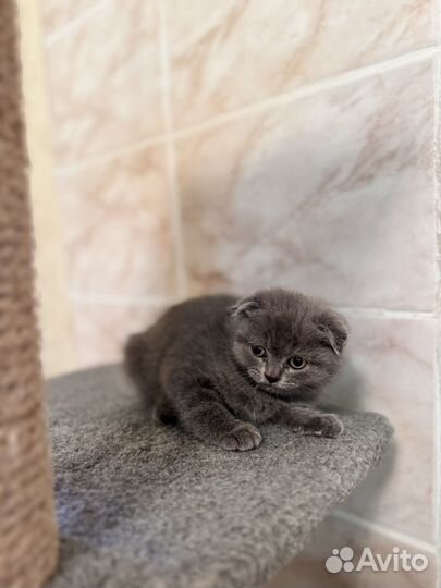 Вислоухие котята