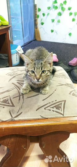 Котята в добрые руки бесплатно