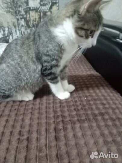 Котик в добрые руки