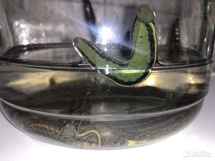 Пиявка аптекарская